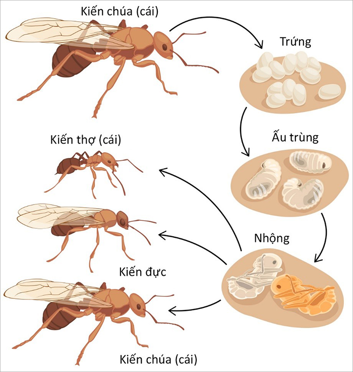 vòng đời của kiến